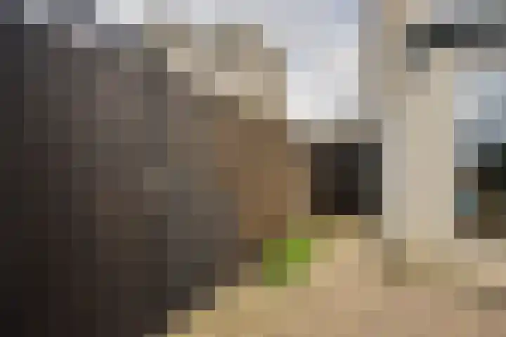 Ponyweide 98 Zoetermeer thumbnail 23