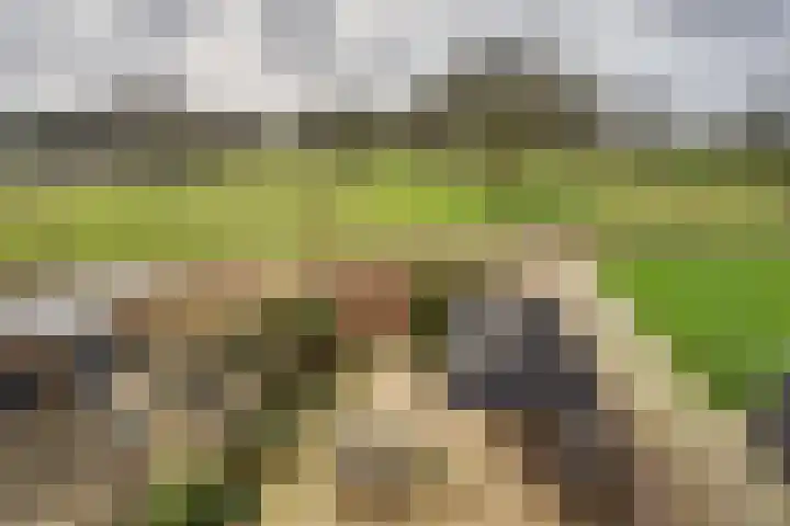 Ponyweide 98 Zoetermeer thumbnail 44