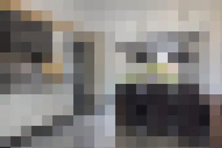Poolster 35 Schijndel thumbnail 8
