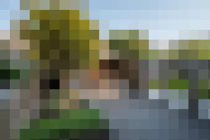 Populier 33 Best thumbnail 35