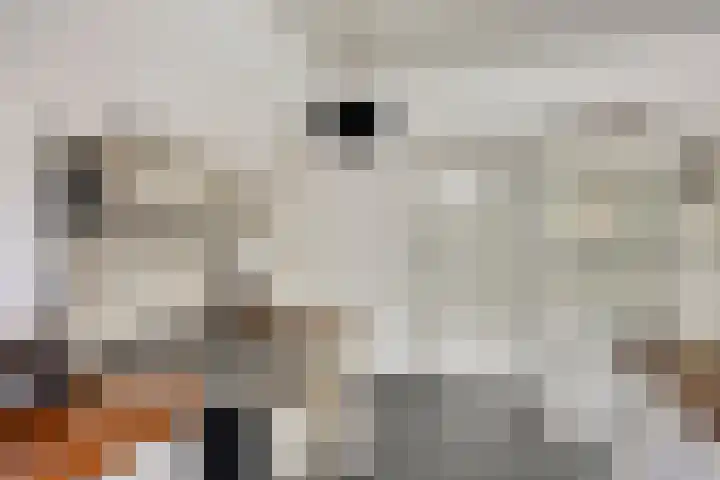 Populierstraat 13 Oss thumbnail 34