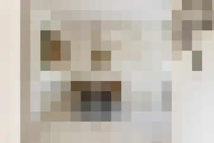 Porfier 6 Leusden thumbnail 13