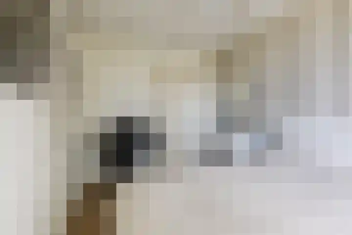 Porfier 6 Leusden thumbnail 30