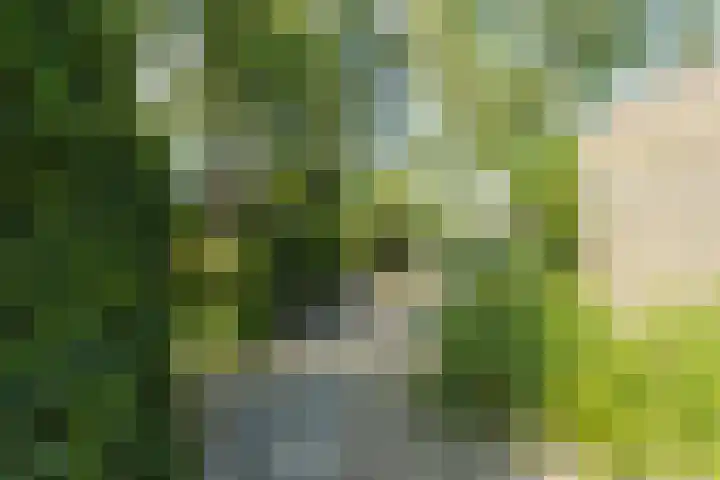 Porfier 6 Leusden thumbnail 47