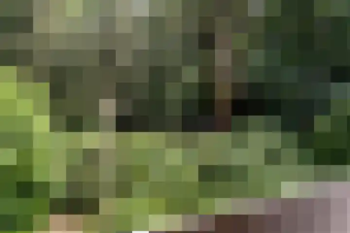 Postbaan 25 Rucphen thumbnail 102