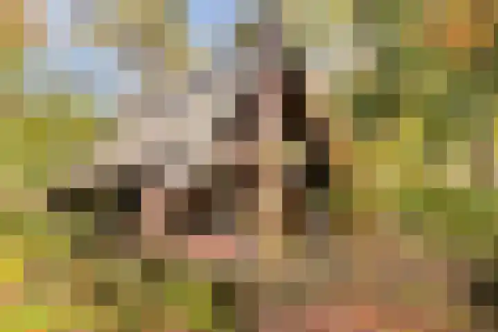Postelseweg 185 b 2 Eersel thumbnail 38