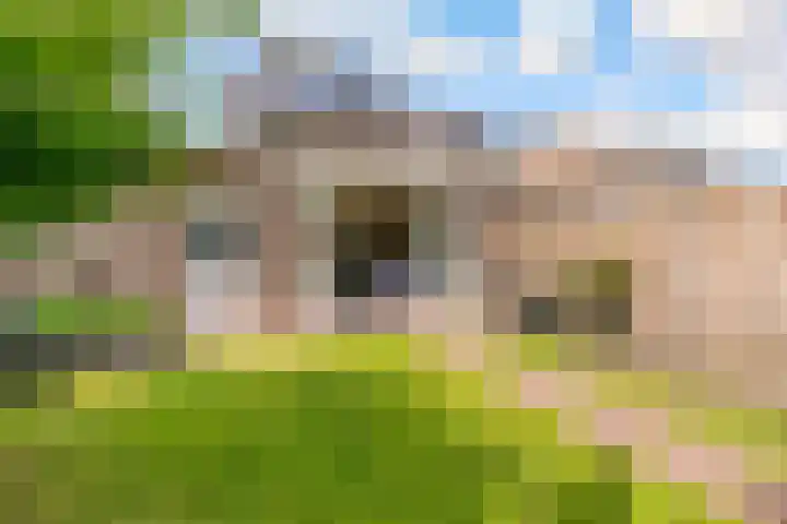 Potbeker 30 Heesch thumbnail 19