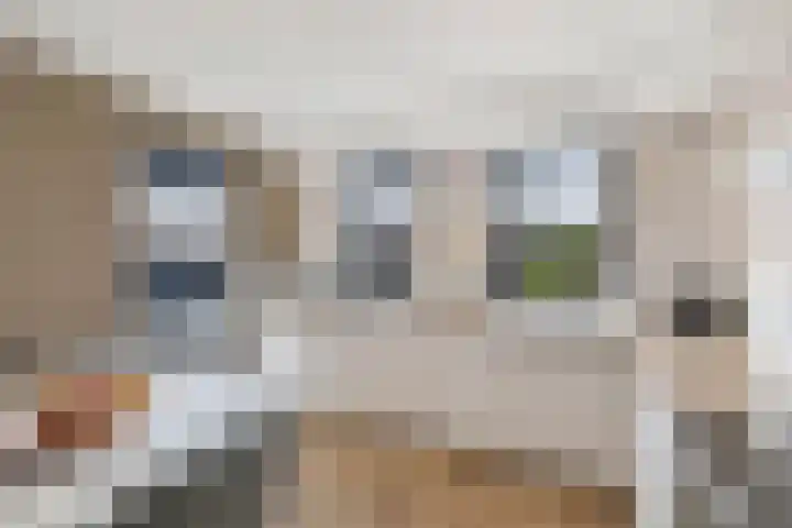 Primula 5 Ens thumbnail 19