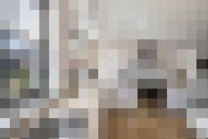 Primula 5 Ens thumbnail 21