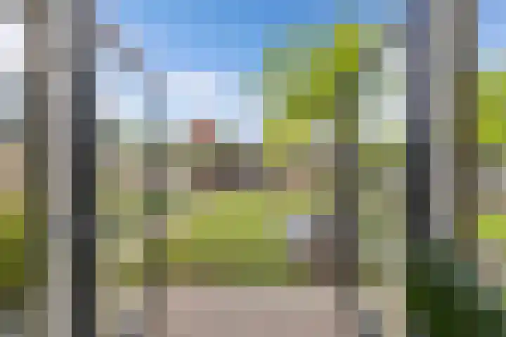 Primula 5 Ens thumbnail 24