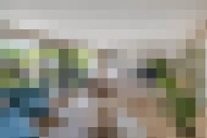 Primula 5 Ens thumbnail 27