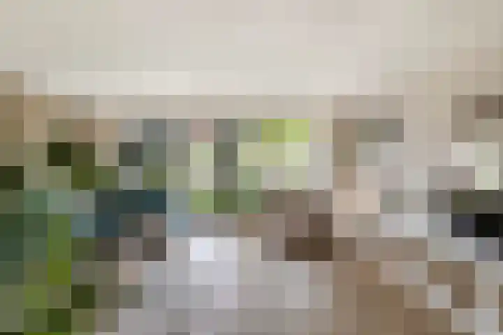 Primula 5 Ens thumbnail 28