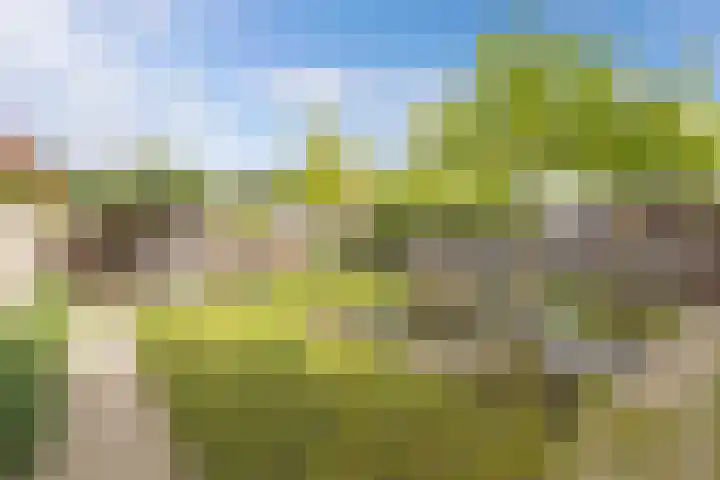 Primula 5 Ens thumbnail 31