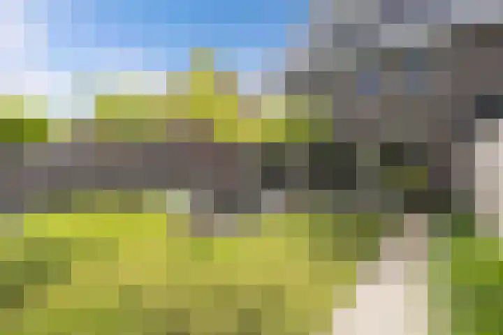 Primula 5 Ens thumbnail 32