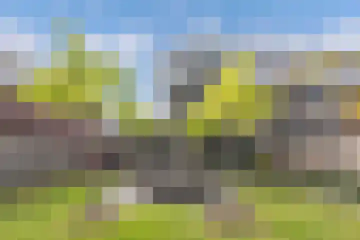 Primula 5 Ens thumbnail 33