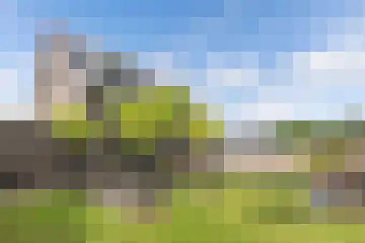 Primula 5 Ens thumbnail 34