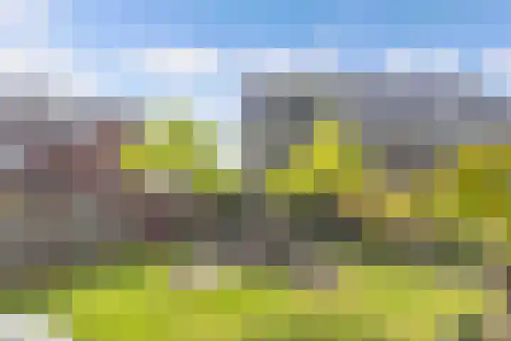 Primula 5 Ens thumbnail 36