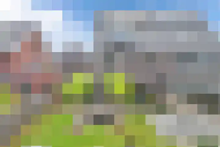 Primula 5 Ens thumbnail 37