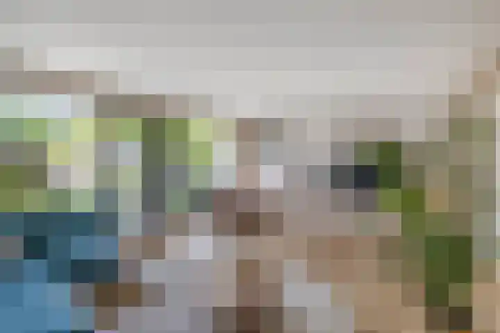 Primula 5 Ens thumbnail 4