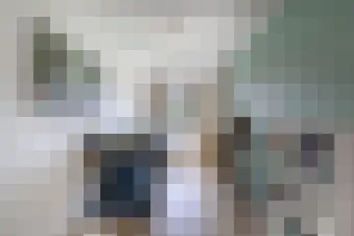 Primula 5 Ens thumbnail 42