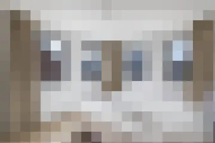 Primula 5 Ens thumbnail 6