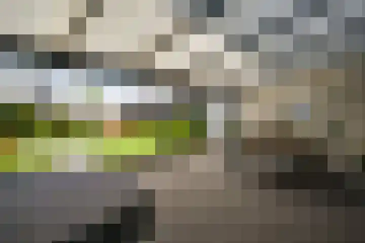 Primulabeemd 5 Maastricht thumbnail 16