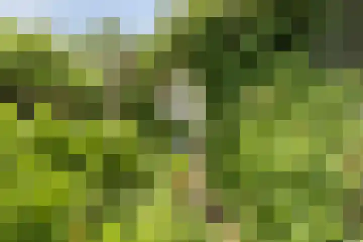 Primulastraat 21 Purmerend thumbnail 33