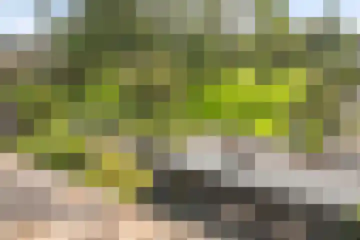 Primulastraat 39 Purmerend thumbnail 30