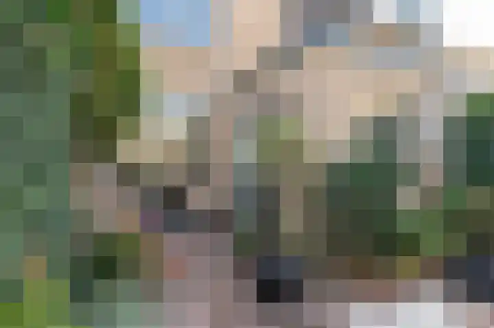 Pruimeboom 22 Culemborg thumbnail 23