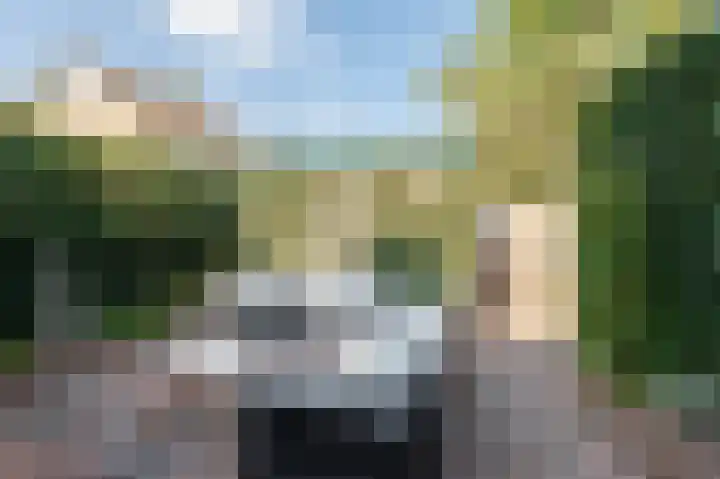 Pruimeboom 22 Culemborg thumbnail 27