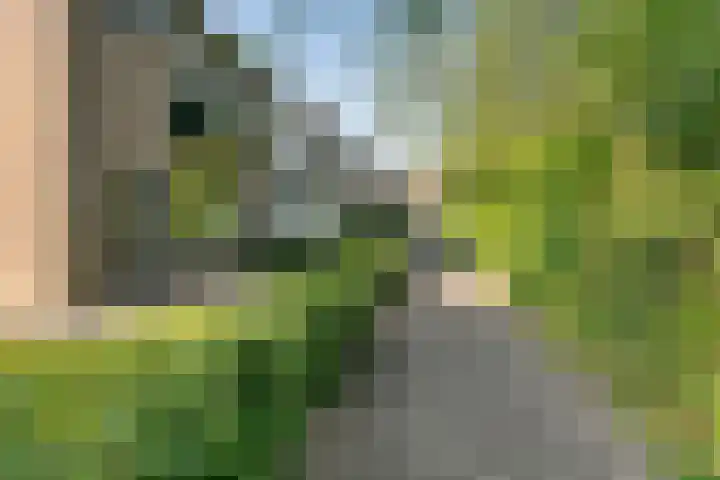 Pruimegaard 20 Zwaag thumbnail 32