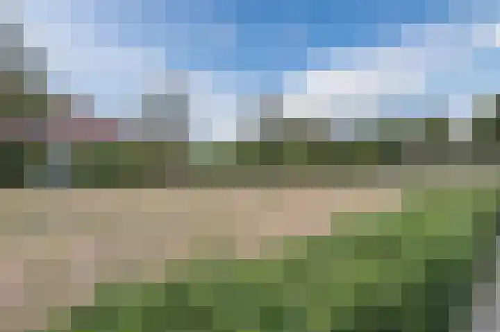 Prunus 20 Best thumbnail 43