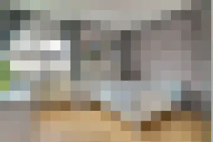 Prunus 8 Best thumbnail 17