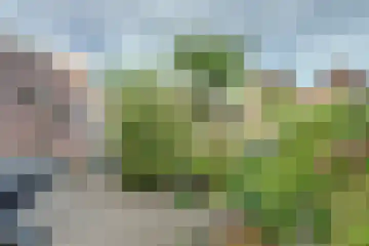 Prunus 8 Best thumbnail 29