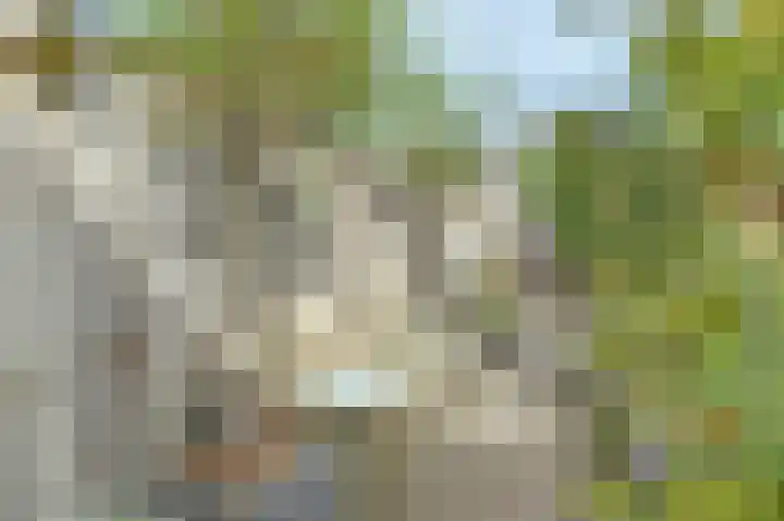 Prunus 8 Best thumbnail 32