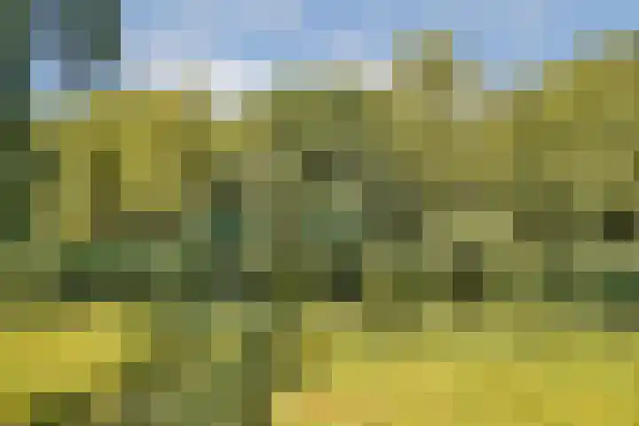 Prunuslaan 2 Gouda thumbnail 27