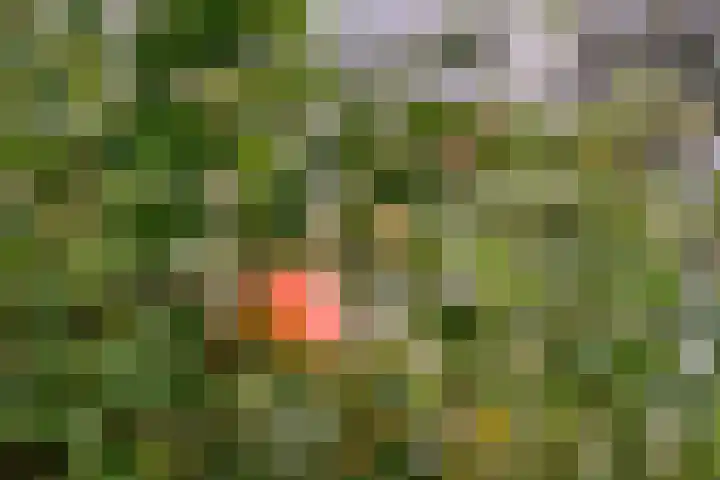 Prunusstraat 5 's-Gravenpolder thumbnail 35