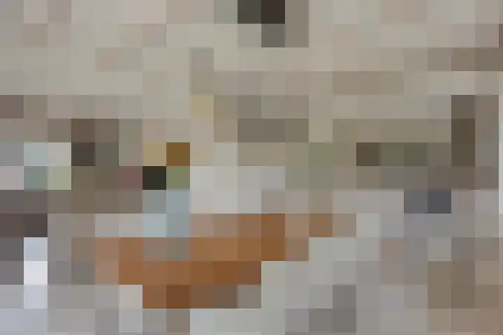 Punter 10 10 7 Lelystad foto 2