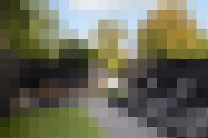 Punter 45 45 12 Lelystad thumbnail 34