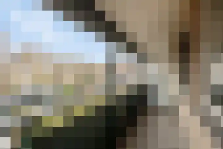 Purperwier 7 Leiden thumbnail 20