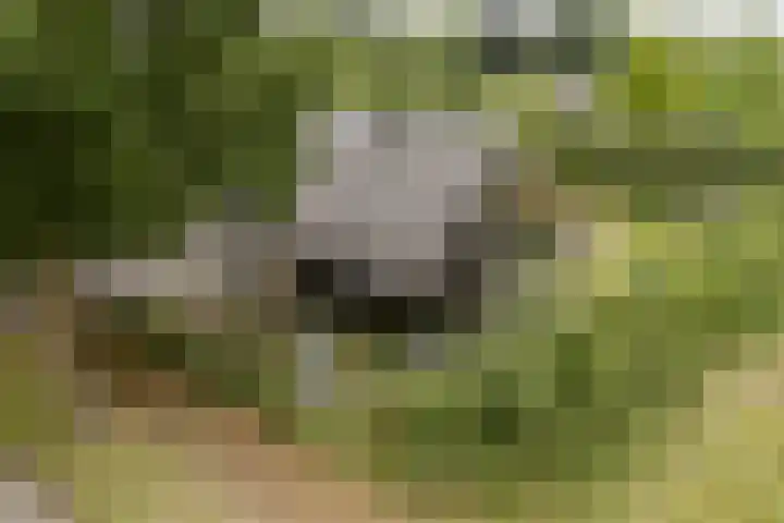 Putselaarstraat 2 Haps thumbnail 55