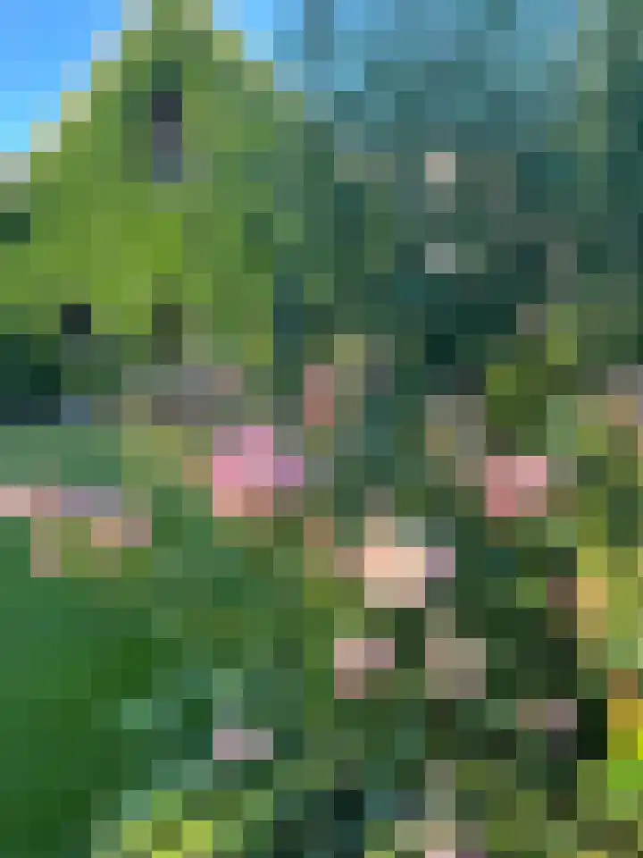 Pypsterstikke 5 Balk thumbnail 49