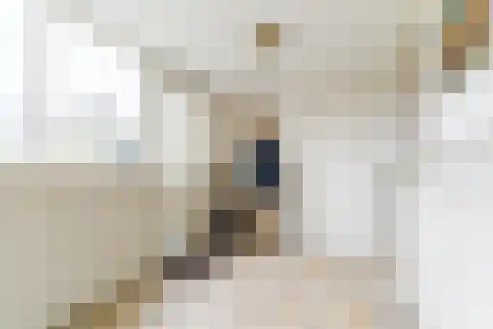 Raadhuisstraat 86 Dirkshorn thumbnail 11