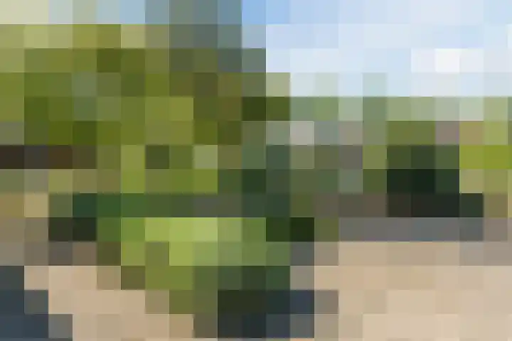 Raaigras 4 Gouda thumbnail 36