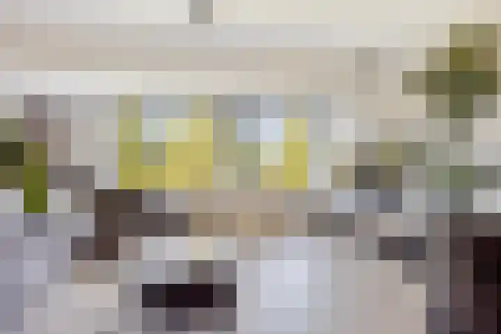Raaphorst 163 Leiderdorp thumbnail 6