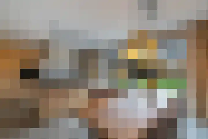 Raatakker 4 Bant foto 3