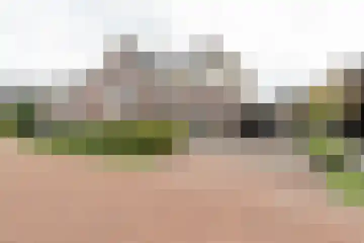 Ranonkel 9 Beilen