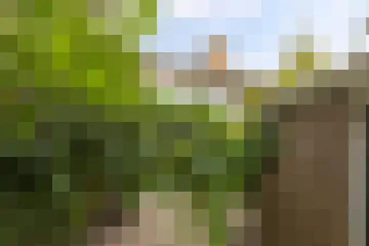 Ranonkelstraat 68 Groningen thumbnail 30