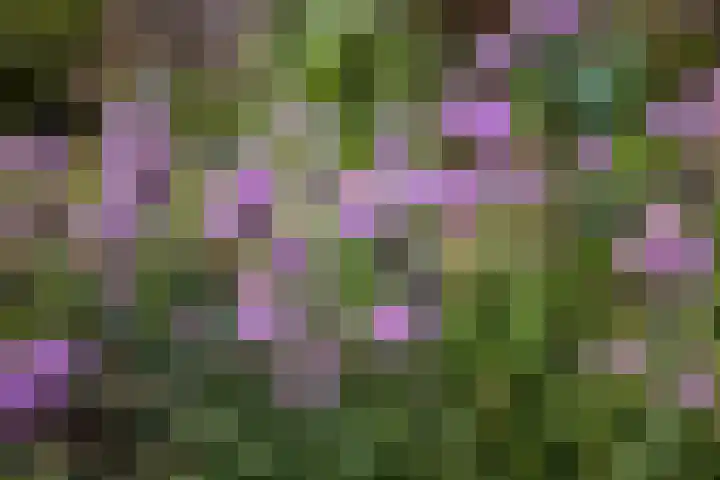 Ranselberg 11 Veldhoven thumbnail 29