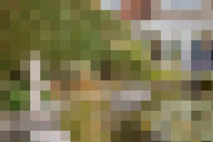 Rapenburg 25 Vogelwaarde thumbnail 35